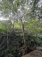 Ficus variegata garciae