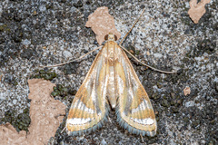 Eoophyla sejunctalis