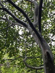 Ficus variegata garciae