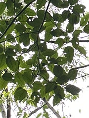Ficus variegata garciae