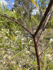 Prostanthera nivea