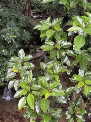 Ficus variegata garciae