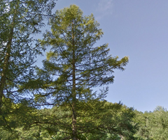 Larix kaempferi