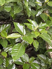 Ficus variegata garciae