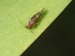 Psocodea
