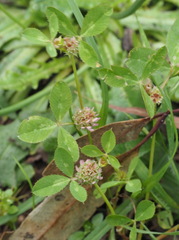 Trifolium glomeratum