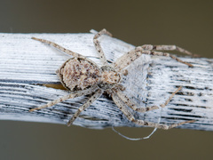 Rhysodromus pictus