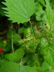 Urtica sykesii
