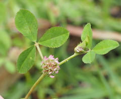 Trifolium glomeratum