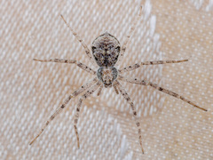 Rhysodromus pictus