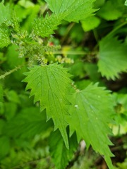 Urtica sykesii