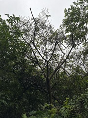 Aralia bipinnata