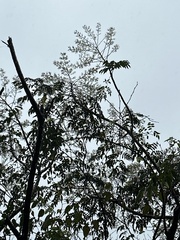 Aralia bipinnata