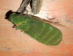 Glaucopsaltria viridis