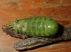 Glaucopsaltria viridis