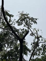 Aralia bipinnata