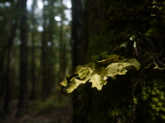 Lobariaceae
