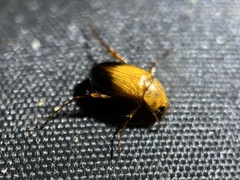 Phyllotocus macleayi