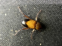 Phyllotocus macleayi