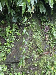 Rubus swinhoei