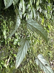 Rubus swinhoei