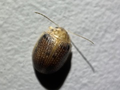 Paropsis omphale