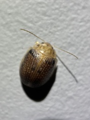 Paropsis omphale