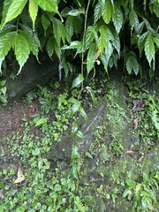 Rubus swinhoei