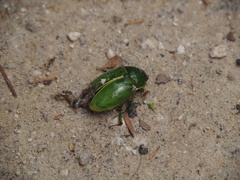 Stethaspis suturalis