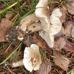 Tricholoma saponaceum