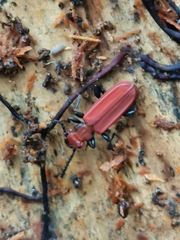 Cucujus cinnaberinus