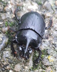 Ceratophyus hoffmannseggi