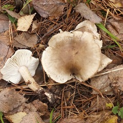 Tricholoma saponaceum