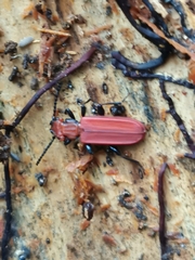 Cucujus cinnaberinus