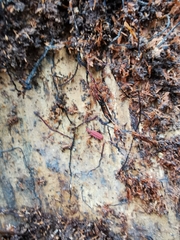 Cucujus cinnaberinus