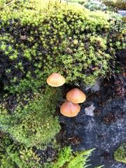 Galerina