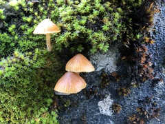 Galerina