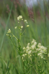 Thalictrum flavum