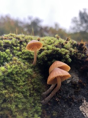 Galerina