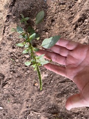 Amaranthus viridis