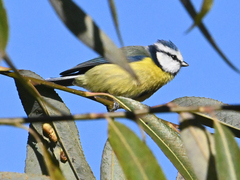 Cyanistes caeruleus