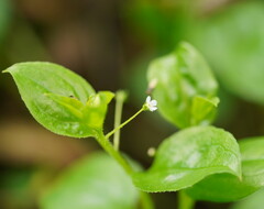 Hackelia latifolia