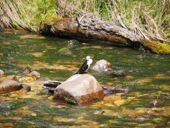 Microcarbo melanoleucos brevirostris