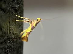 Caloptilia xanthopharella