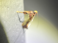 Caloptilia xanthopharella