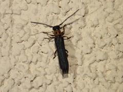 Oberea perspicillata