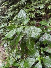 Clerodendrum cyrtophyllum