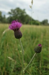 Cirsium canum