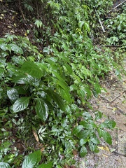 Clerodendrum cyrtophyllum