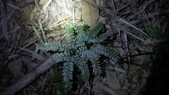 Adiantum flabellulatum